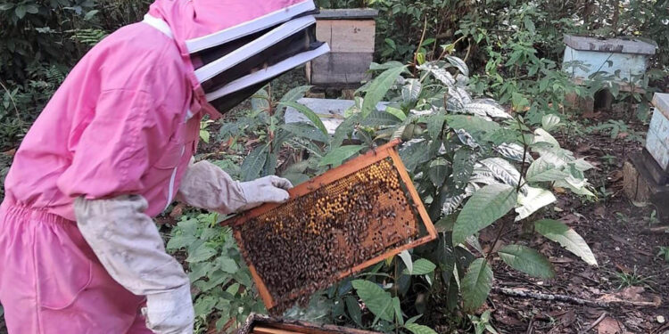 En Poptún brindan asistencia técnica en apicultura