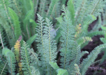 Esta planta se utiliza como antiinflamatorio, cicatrizante y aliviar problemas digestivos