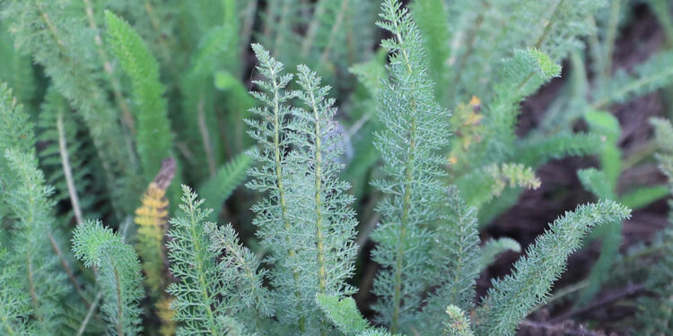 Esta planta se utiliza como antiinflamatorio, cicatrizante y aliviar problemas digestivos