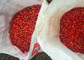 Familias rurales de Dolores cosechan 30 quintales de chile Cobán