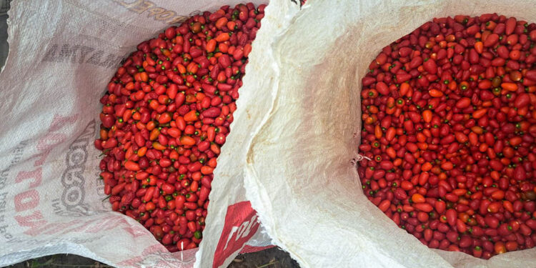 Familias rurales de Dolores cosechan 30 quintales de chile Cobán