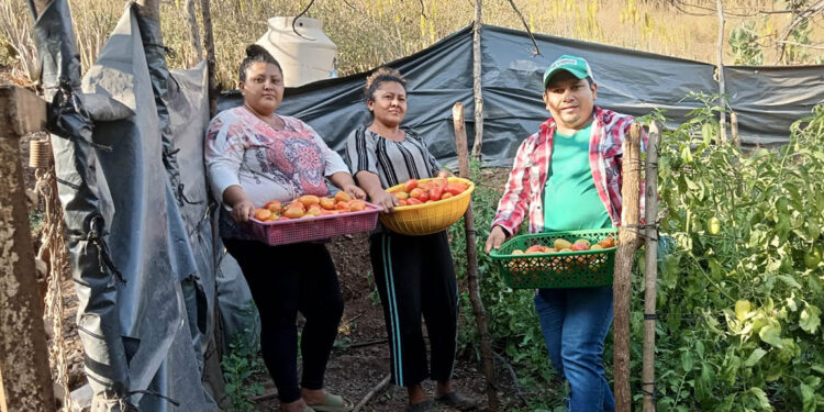 Fortalecimiento a la producción agrícola sostenible en Obraje Cruz