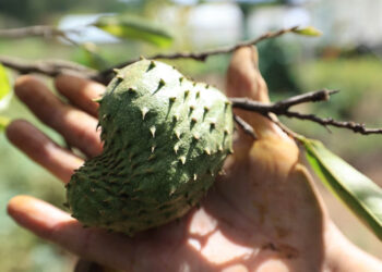 Guanaba o guanábana