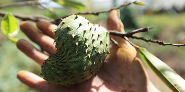 Guanaba o guanábana