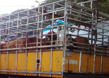 Guatemala el cuarto país de Centro América con menos casos de Gusano Barrenador del Ganado