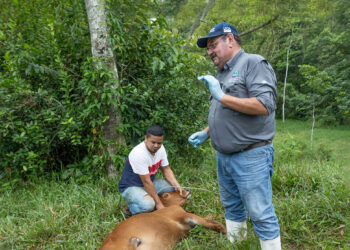 Guatemala mantiene control del Gusano Barrenador del Ganado