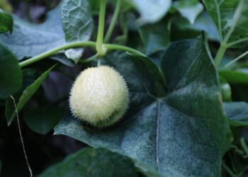 Este es el primo del güisquil