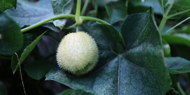 Este es el primo del güisquil