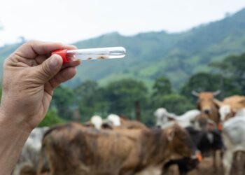 Acciones preventivas mantienen control del Gusano Barrenador del Ganado