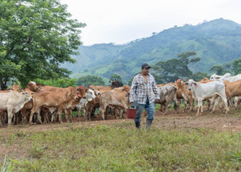 Gusano Barrenador: 75.36% del ganado recuperado