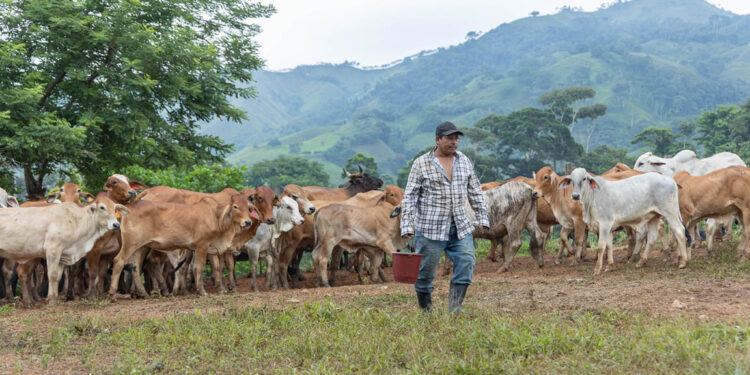 Gusano Barrenador: 75.36% del ganado recuperado