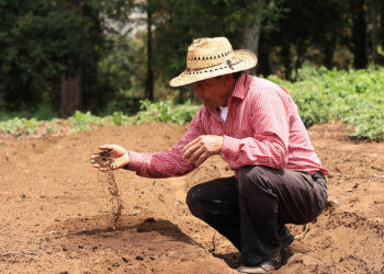 Importancia de conocer el tipo de suelo para los cultivos