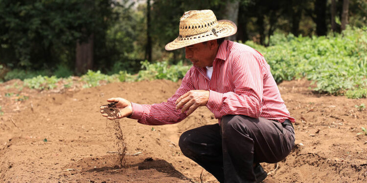 Importancia de conocer el tipo de suelo para los cultivos