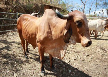 Iniciarán jornadas de vacunación para prevenir la rabia bovina