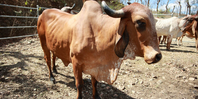 Iniciarán jornadas de vacunación para prevenir la rabia bovina