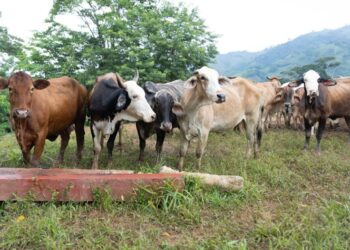 Inspeccionados más de 22 mil animales en puestos de control por el gusano barrenador
