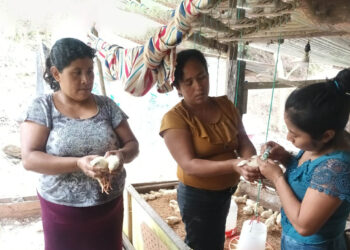 Jornada de vacunación avícola en comunidades de Melchor de Mencos