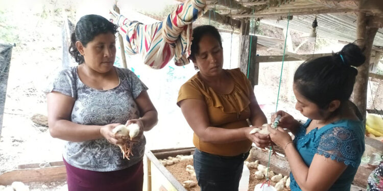 Jornada de vacunación avícola en comunidades de Melchor de Mencos