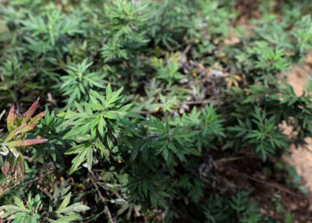 La Hierba de San Juan guatemalteca