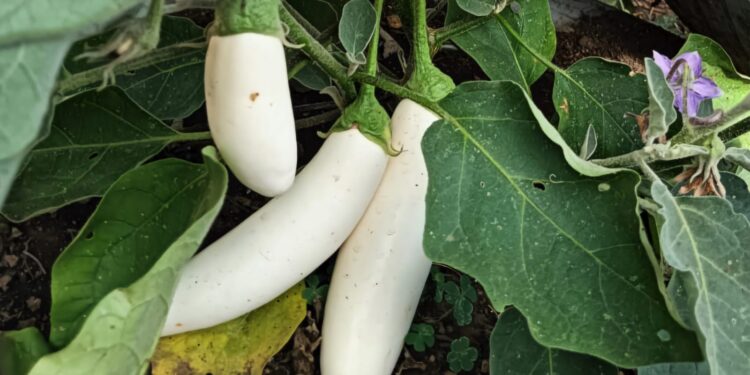 La berenjena blanca