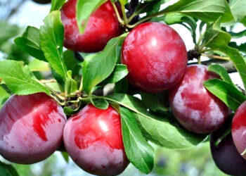 La fruta que ayuda a tener una piel sana