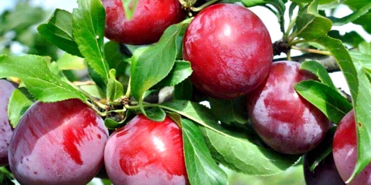 La fruta que ayuda a tener una piel sana