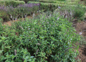 La infusión de albahaca silvestre disminuye el dolor de cabeza