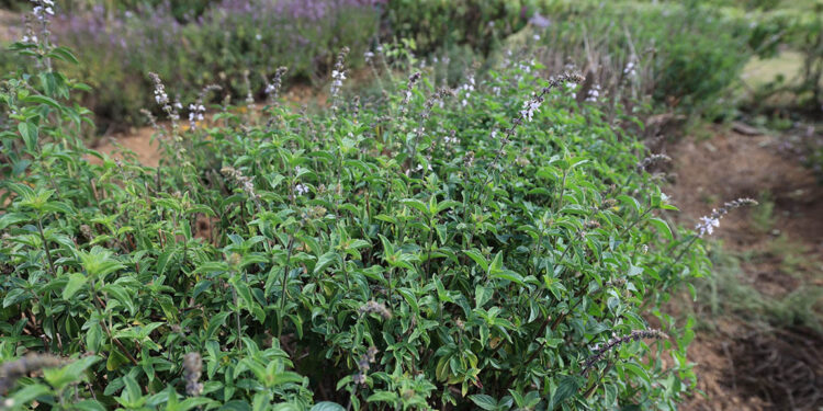 La infusión de albahaca silvestre disminuye el dolor de cabeza