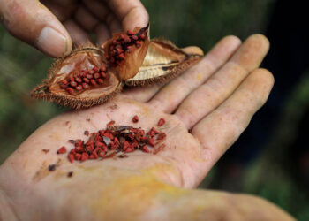 La planta que da color a los adobos