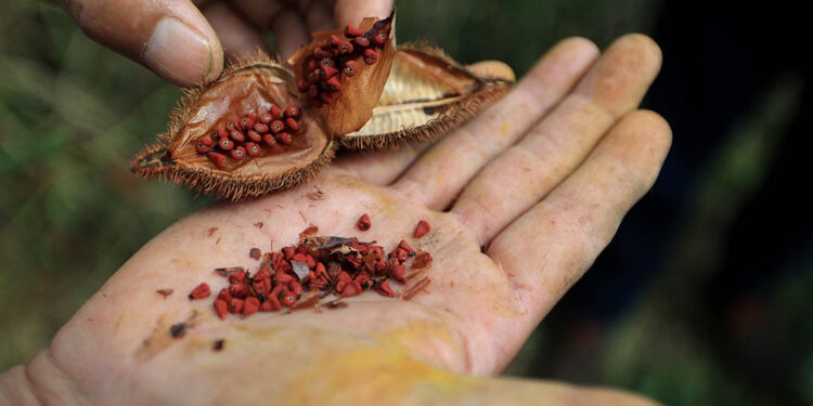 La planta que da color a los adobos