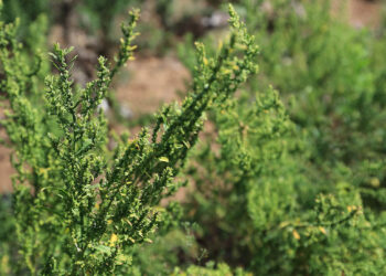 La planta que da sabor a los frijoles