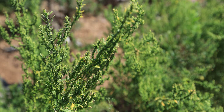 La planta que da sabor a los frijoles