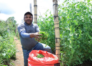 Los beneficios de la arveja china