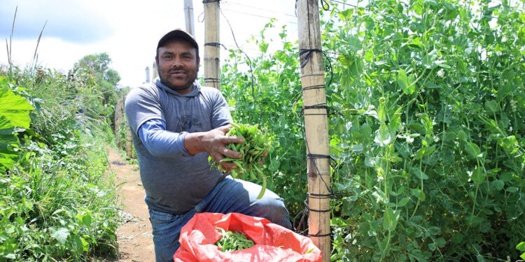 Los beneficios de la arveja china