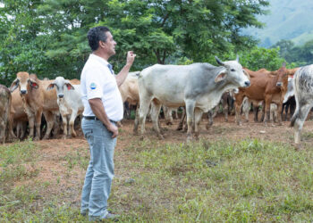 Más de 17 mil animales inspeccionados en puestos de control por el Gusano Barrenador del Ganado