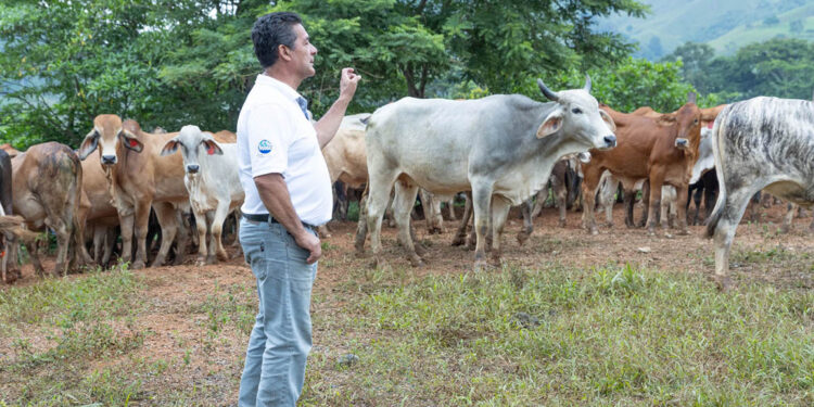 Más de 17 mil animales inspeccionados en puestos de control por el Gusano Barrenador del Ganado