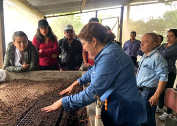 Mejore la producción agrícola con el trasplante de pilones de hortalizas