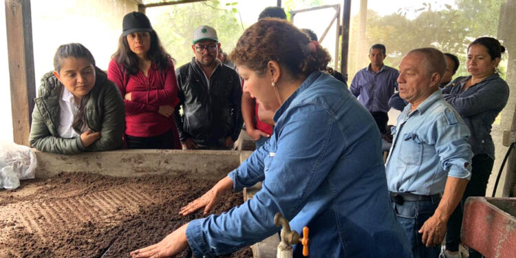 Mejore la producción agrícola con el trasplante de pilones de hortalizas