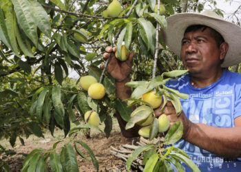 Montos a los que se puede acceder con el Crédito Tob’anik
