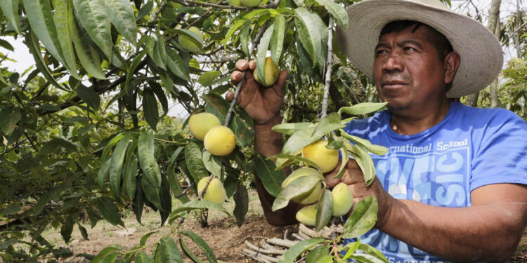 Montos a los que se puede acceder con el Crédito Tob’anik