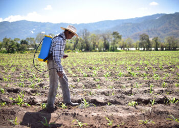 Nutrir y proteger a las plantas