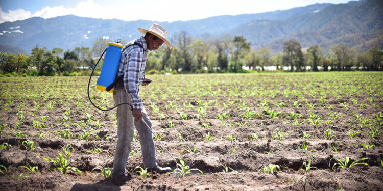 Nutrir y proteger a las plantas