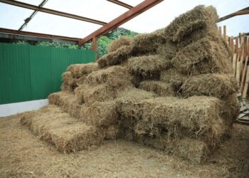 Pastizales: base de alimentación del ganado