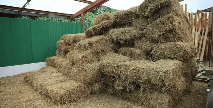 Pastizales: base de alimentación del ganado