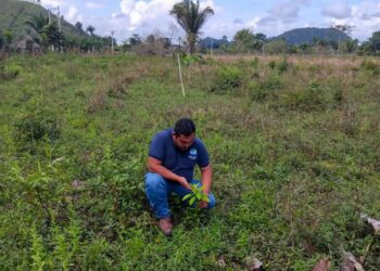 Seguimiento a sistemas silvopastoriles en Petén