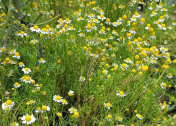 Planta medicinal cuyos frutos adornan la temporada navideña