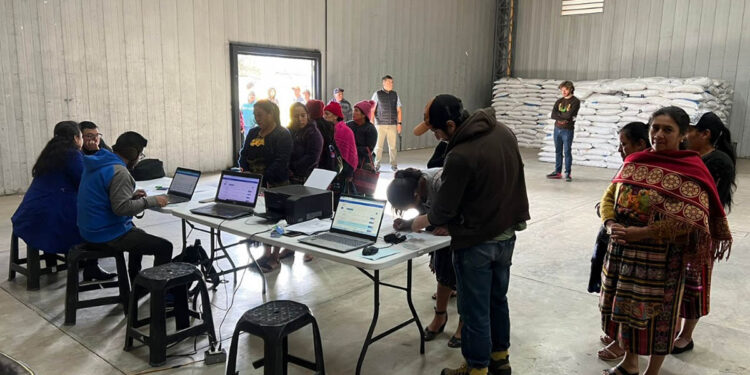 Productores de Totonicapán reciben fertilizante del Bono Campesino