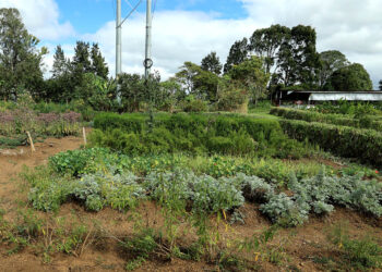 Promovemos la seguridad alimentaria y los huertos de plantas nativas