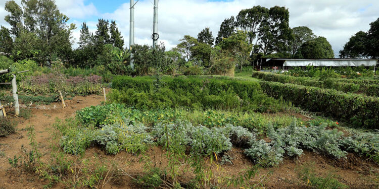 Promovemos la seguridad alimentaria y los huertos de plantas nativas