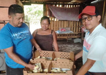 Promueven emprendimientos avícolas en Suchitepéquez